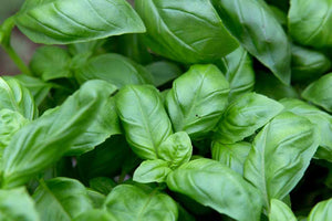 Herbs - Basil (50g)