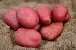 Potatoes Rooster 2kg ,5 kg, 10kg